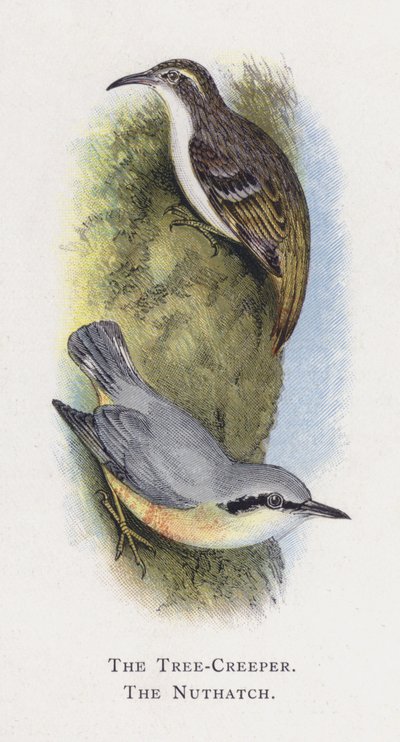 Tree-Creeper、Nutthatch 作： Alexander Francis Lydon